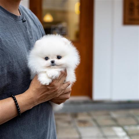 $300 : Teacup Pomeranian puppies image 2