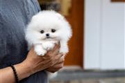 $300 : Teacup Pomeranian puppies thumbnail