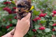 $900 : Yorkie puppy thumbnail