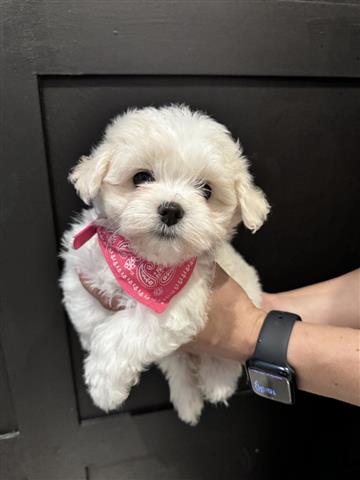 $250 : Teacup Maltese Available image 1