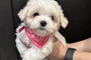 $250 : Teacup Maltese Available thumbnail