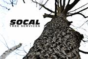 SOCAL TREE SERVICES thumbnail