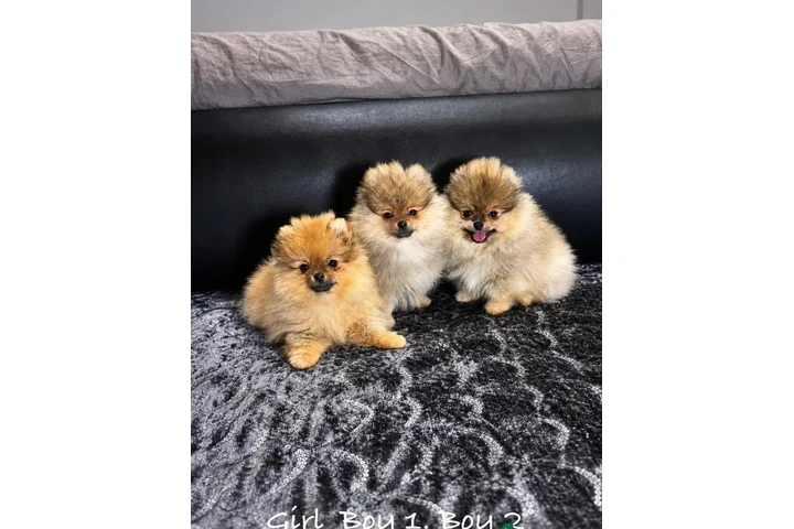 $400 : Cachorros Pomerania con cara d image 1