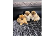 Cachorros Pomerania con cara d en Denver