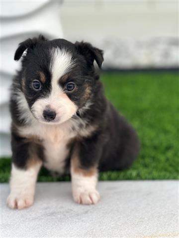 $1000 : Australian Shepher image 1