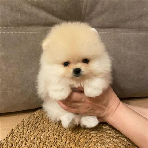 $350 : Pomerania en venta image 4