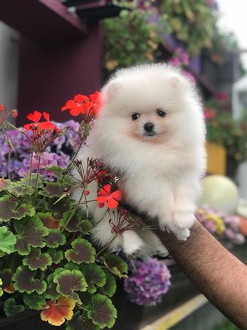 $600 : Teacup Pomeranian Puppies image 1