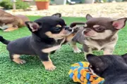 $350 : Chihuahua thumbnail