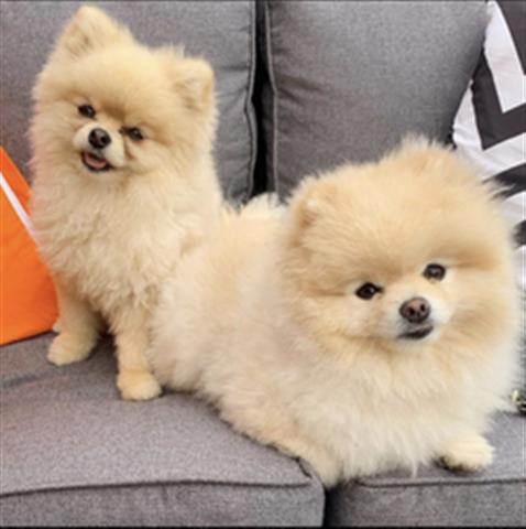 $400 : Pomeranian Puppies image 1