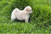 $1500000 : PERRO CHOW CHOW thumbnail