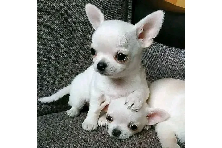 $600 : Chihuahua puppies image 6