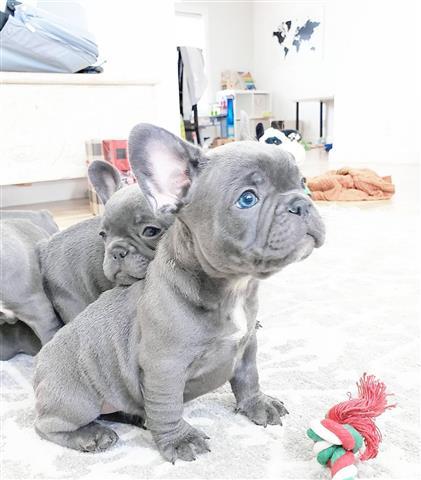 $500 : cute french bulldog available image 2