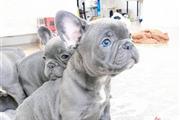 $500 : cute french bulldog available thumbnail