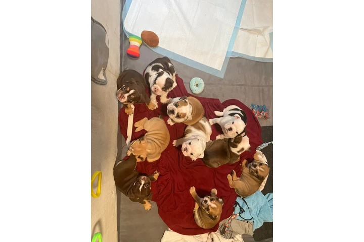 $550 : cachorros de bulldog inglés image 1