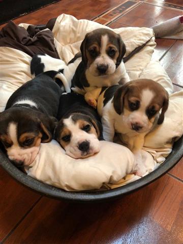 $400 : Cachorros Beagles disponibles image 1