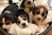 Cachorros Beagles disponibles en Birmingham
