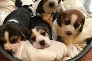 Cachorros Beagles disponibles en Birmingham