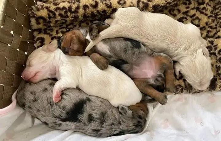 $500 : Miniature dachshund puppies av image 5