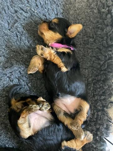 $500 : Akc registered Yorkie Puppies image 1