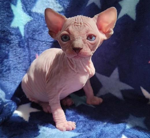 $360 : Sphynx kittens available image 1