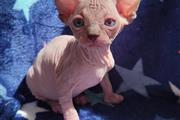 Sphynx kittens available en Madison WV