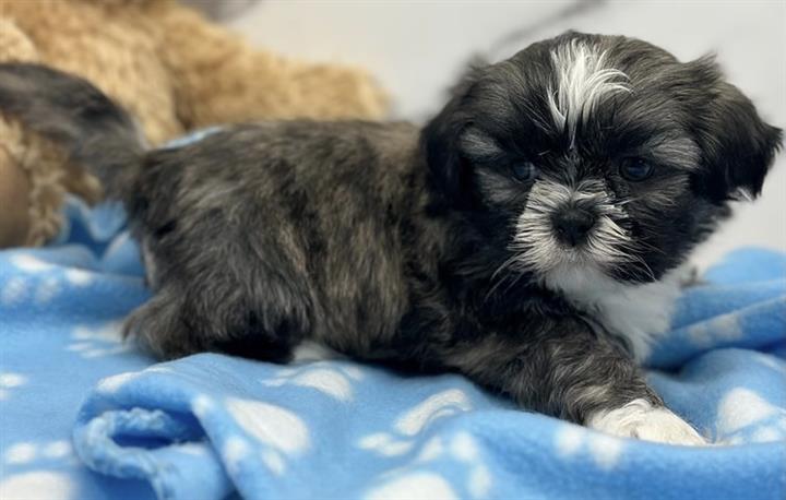 $350 : Shih tzu puppies for adoption image 1