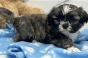 Shih tzu puppies for adoption en Madison