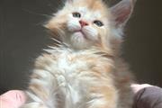 Adorables gatitos Mainecoon thumbnail