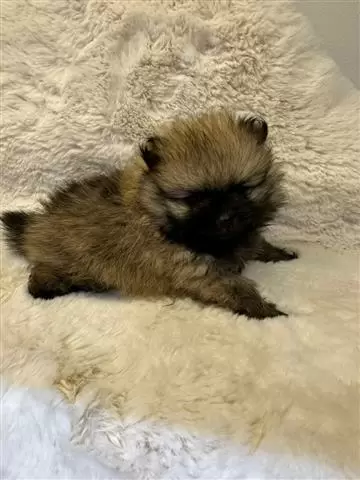 $300 : Mini Pomeranians available image 1