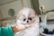 $250 : Pomeranians puppies for sale thumbnail