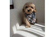 $350 : Cavapoo Puppies Available thumbnail