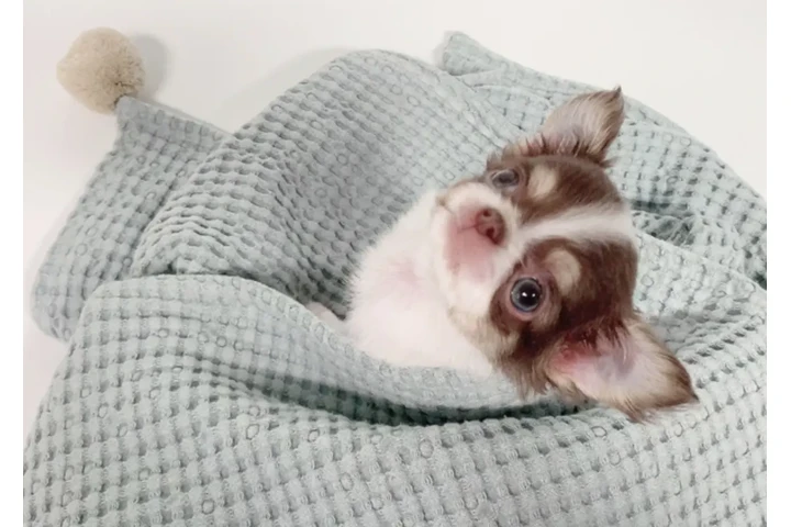 $350 : Chihuahua miniatura image 3