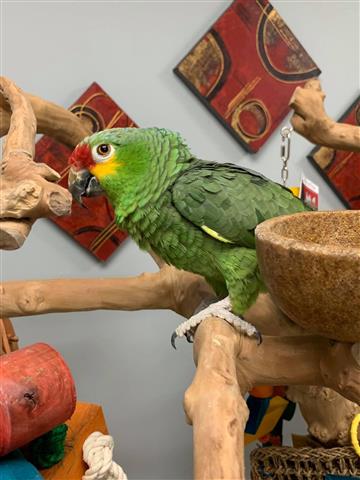 $2300 : whatsapp parrots image 1