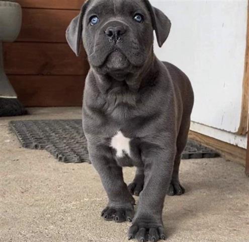 $300 : Adorable  cane corso puppy image 3