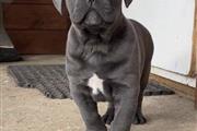 $300 : Adorable  cane corso puppy thumbnail