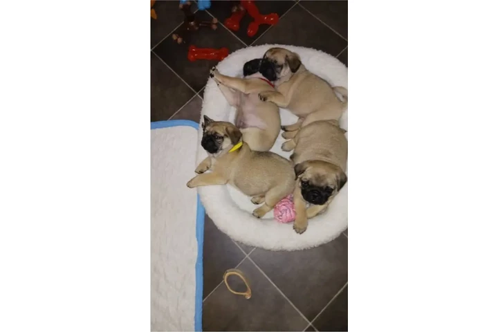 $350 : Cachorros de pug para Navidad image 1