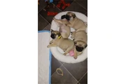 Cachorros de pug para Navidad en Los Angeles