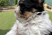 $1600 : Biewer terrier 2 month thumbnail