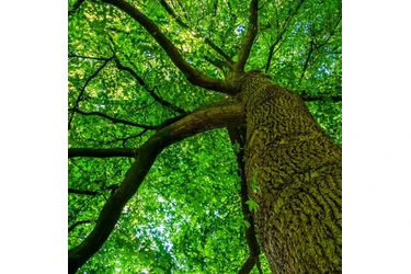 Professional Tree Care en Atlanta