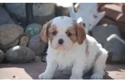 $2300 : Springer Spaniel pup in Oregon thumbnail