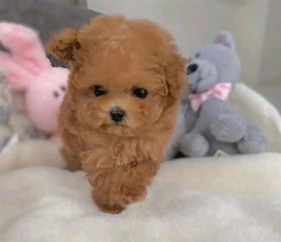 $400 : Cute teacup poodle puppies image 3