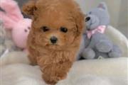 $400 : Cute teacup poodle puppies thumbnail