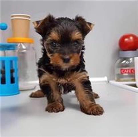 $250 : adorables cachorros de morkie image 2