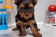 $250 : adorables cachorros de morkie thumbnail