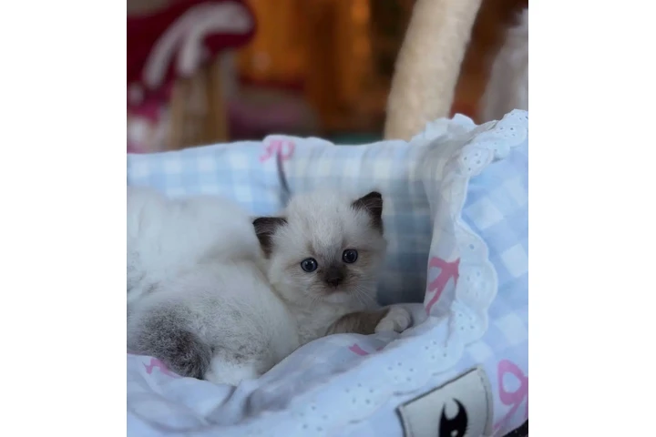 $300 : Gatitos Ragdoll de Raza Pura image 2