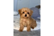 $350 : Adorable Maltipoo Puppies thumbnail