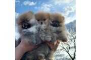 Lindos Cachorros de Pomerania en Imperial County