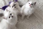 Cute Ragdol Kittens to Rehome en Philadelphia
