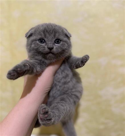 $210 : Scottish kittens kittens image 1