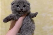 $210 : Scottish kittens kittens thumbnail